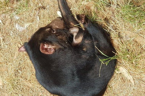 Phillip Island Penguin And Wildlife Tour - Surfers Paradise Gold Coast 23