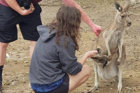 Phillip Island Penguin And Wildlife Tour - Surfers Paradise Gold Coast 12