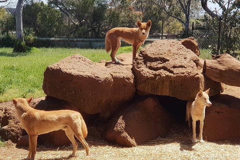 Phillip Island Penguin And Wildlife Tour - Surfers Paradise Gold Coast 7