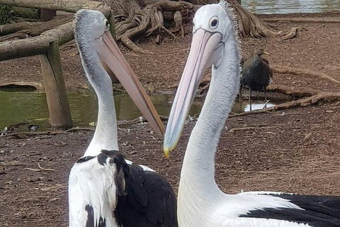 Phillip Island Penguin And Wildlife Tour - Surfers Paradise Gold Coast 6