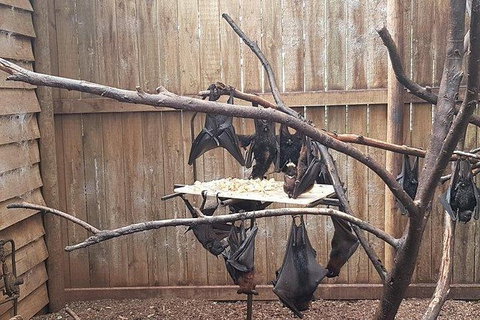 Phillip Island Penguin And Wildlife Tour - Surfers Paradise Gold Coast 31