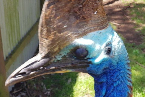 Phillip Island Penguin And Wildlife Tour - Surfers Paradise Gold Coast 19