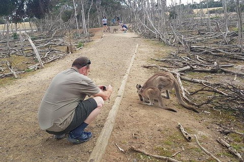 Phillip Island Penguin And Wildlife Tour - Surfers Paradise Gold Coast 30
