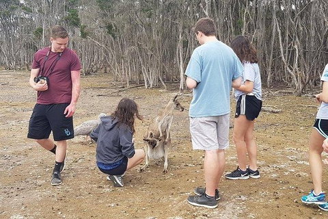 Phillip Island Penguin And Wildlife Tour - Surfers Paradise Gold Coast 3