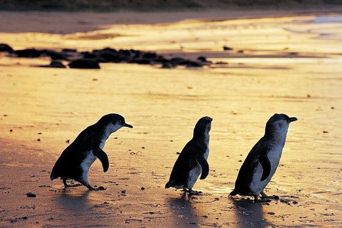 Phillip Island Penguin And Wildlife Tour - Surfers Paradise Gold Coast 13