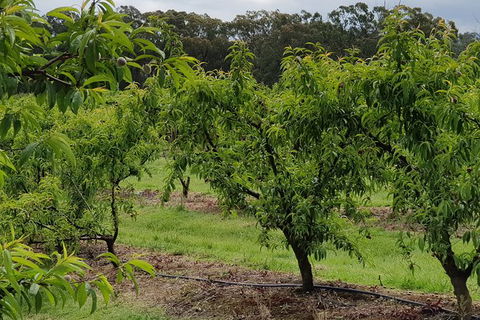 Yarra Valley Wineries And Rayners Orchard Tour From Melbourne - Surfers Paradise Gold Coast 27