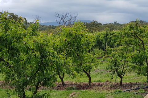 Yarra Valley Wineries And Rayners Orchard Tour From Melbourne - Surfers Paradise Gold Coast 16