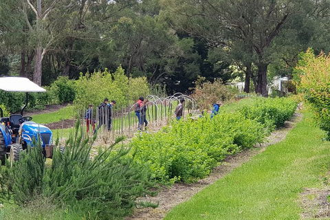 Yarra Valley Wineries And Rayners Orchard Tour From Melbourne - Surfers Paradise Gold Coast 3