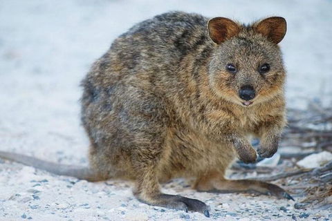 Rottnest Island Wild Seafood Package With Round Trip Ferry From Perth - Surfers Paradise Gold Coast 1