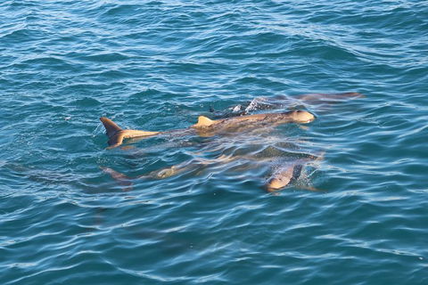 Roebuck Bay Snubfin Dolphin Cruise - Surfers Paradise Gold Coast 2