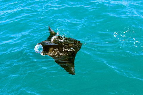 Roebuck Bay Snubfin Dolphin Cruise - Surfers Paradise Gold Coast 3