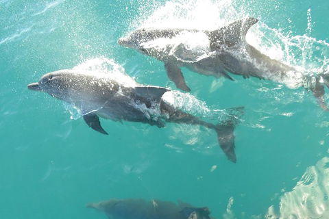 Roebuck Bay Snubfin Dolphin Cruise - Surfers Paradise Gold Coast 0