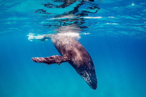 Life On Ningaloo Swimming Tour In Exmouth - Surfers Paradise Gold Coast 5