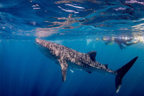 Life On Ningaloo Swimming Tour In Exmouth - Surfers Paradise Gold Coast 2