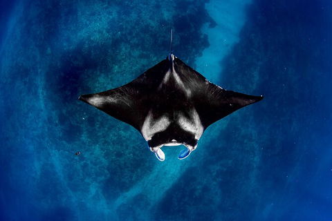 Life On Ningaloo Swimming Tour In Exmouth - Surfers Paradise Gold Coast 3
