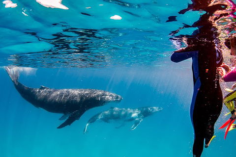 Life On Ningaloo Swimming Tour In Exmouth - Surfers Paradise Gold Coast 0