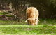 Organic Vineyard/Farm Tour - thumb 2