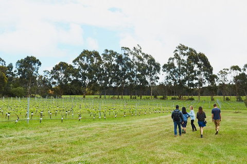 Organic Vineyard/Farm Tour - Surfers Paradise Gold Coast 7
