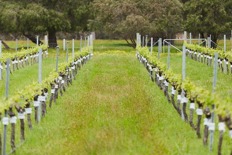Organic Vineyard/Farm Tour - Surfers Paradise Gold Coast 4