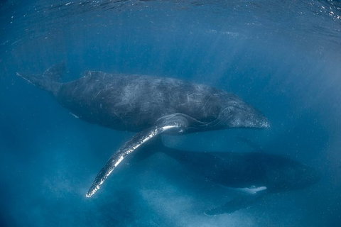 Full-Day Whale Watching Snorkeling And Swimming At Coral Bay - Surfers Paradise Gold Coast 6