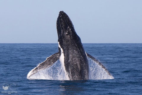 Full-Day Whale Watching Snorkeling And Swimming At Coral Bay - Surfers Paradise Gold Coast 0