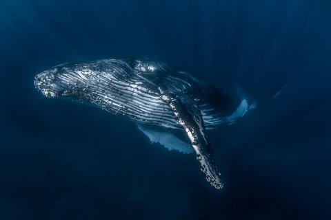 Full-Day Whale Watching Snorkeling And Swimming At Coral Bay - Surfers Paradise Gold Coast 7