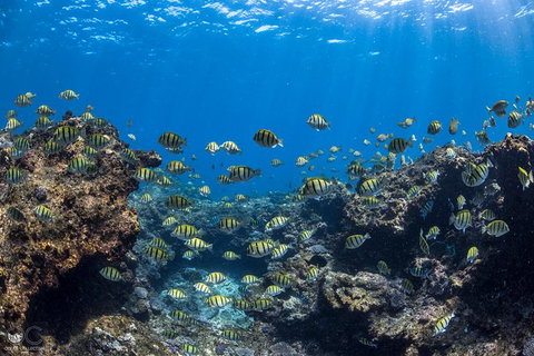 Full-Day Whale Watching Snorkeling And Swimming At Coral Bay - Surfers Paradise Gold Coast 1