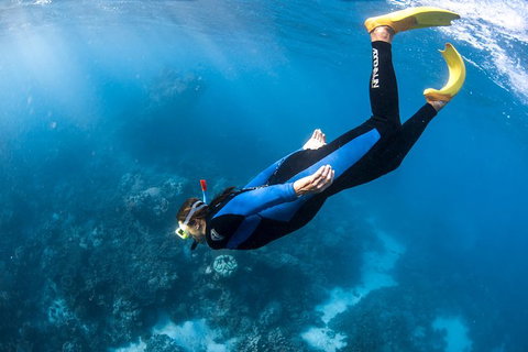 Full-Day Whale Watching Snorkeling And Swimming At Coral Bay - Surfers Paradise Gold Coast 2