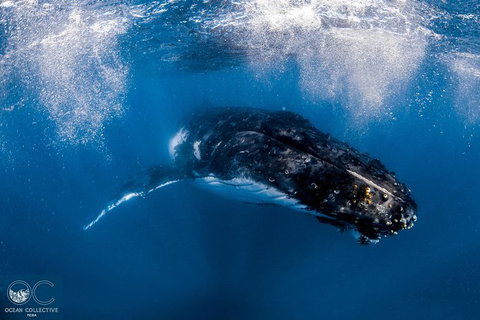 Full-Day Whale Watching Snorkeling And Swimming At Coral Bay - Surfers Paradise Gold Coast 4