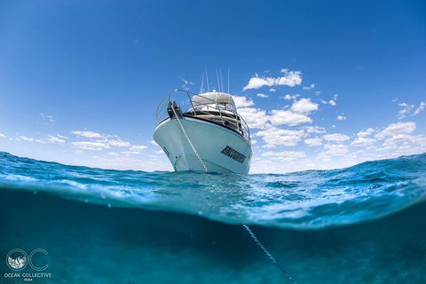 Full-Day Whale Watching Snorkeling And Swimming At Coral Bay - Surfers Paradise Gold Coast 3