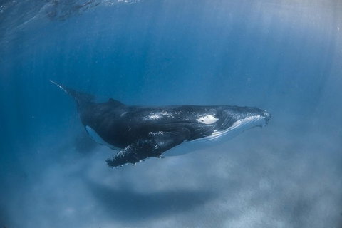 Full-Day Whale Watching Snorkeling And Swimming At Coral Bay - Surfers Paradise Gold Coast 5
