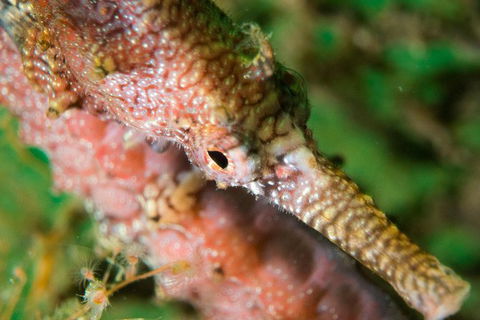 Scuba Dive The Beautiful Rottnest Island - Surfers Paradise Gold Coast 1