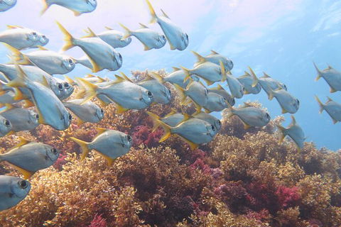 Scuba Dive The Beautiful Rottnest Island - Surfers Paradise Gold Coast 6