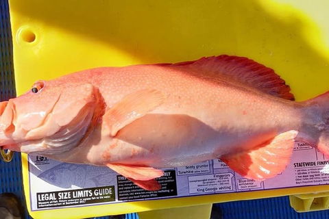 Geraldton Fishing Charter - Surfers Paradise Gold Coast 13