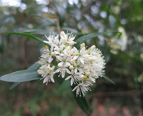 Buangla NSW Surfers Paradise Gold Coast