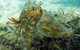 Busselton Jetty & Underwater Observatory Tour - thumb 4