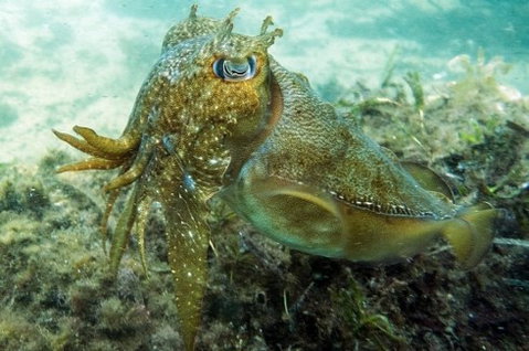 Busselton Jetty & Underwater Observatory Tour - Surfers Paradise Gold Coast 4