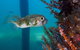 Busselton Jetty & Underwater Observatory Tour - thumb 6