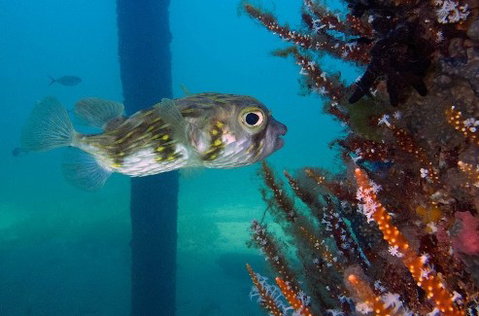Busselton Jetty & Underwater Observatory Tour - Surfers Paradise Gold Coast 6