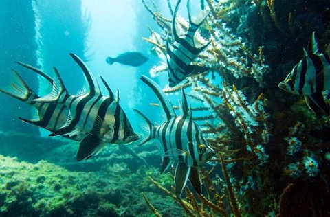 Busselton Jetty & Underwater Observatory Tour - Surfers Paradise Gold Coast 8