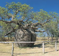 Boab Prison Tree - Surfers Paradise Gold Coast
