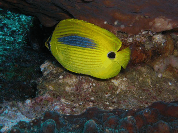 Jervis Bay Dive Charters - Surfers Paradise Gold Coast 1