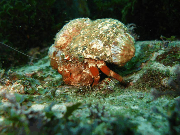 Jervis Bay Dive Charters - Surfers Paradise Gold Coast 2