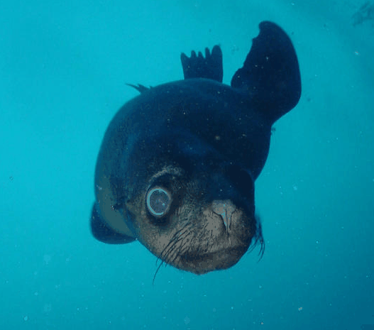 Jervis Bay Dive Charters - Surfers Paradise Gold Coast 3