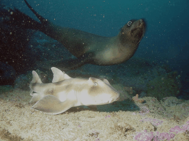 Jervis Bay Dive Charters - Surfers Paradise Gold Coast 4