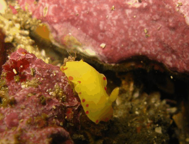 Jervis Bay Dive Charters - Surfers Paradise Gold Coast 5