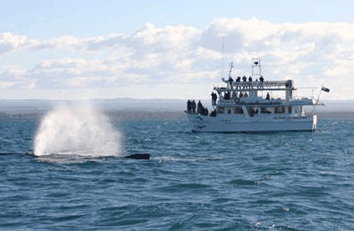 Dolphin Watch Cruises - Surfers Paradise Gold Coast 0