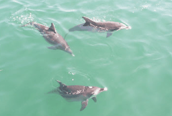 Dolphin Watch Cruises - Surfers Paradise Gold Coast 1