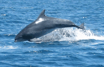 Dolphin Watch Cruises - Surfers Paradise Gold Coast 3