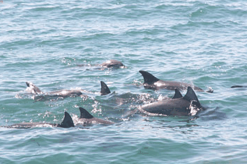 Dolphin Watch Cruises - Surfers Paradise Gold Coast 4